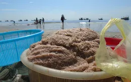 Ngư dân Quảng Bình được mùa ruốc biển