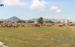 Nông dân Ninh Thuận không nên tăng đàn gia súc