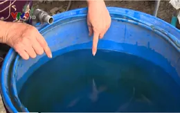 Nguy cơ dịch bệnh vì sử dụng nước giếng ở TP.HCM