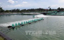 Xây dựng trạm bơm nước biển phục vụ nuôi tôm trên cát