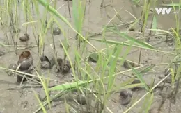 Bình Phước: Khó dẹp nạn ốc bươu vàng vì thiếu phương án thống nhất