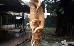 Cẩn thận cây 'đội lốt' nhân sâm khiến người dùng dễ bị ngộ độc