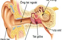 Phương pháp chỉnh sửa gen mới có thể ngăn chặn khiếm thính