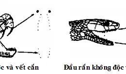 Cách phân biệt rắn độc và rắn không độc