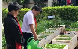 Nhân rộng mô hình "Vườn rau sạch của em"