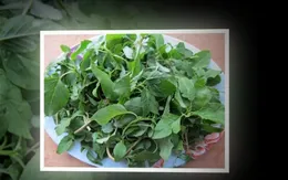 Những món ăn tốt cho sức khỏe từ rau dền cơm