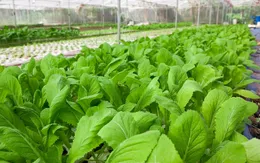 Nghịch lý nông sản sạch nhưng thiếu vắng đầu ra