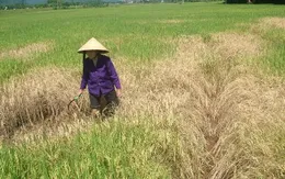 Hà Tĩnh hỗ trợ gần 34 tỷ đồng cho nông dân do thiên tai, dịch bệnh