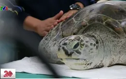 Tìm thấy gần 1.000 đồng tiền xu trong... ruột rùa biển tại Thái Lan