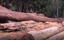 Nhiều diện tích rừng bị “đầu độc” không thương tiếc