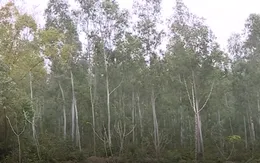 Yêu cầu Vĩnh Phúc báo cáo Thủ tướng vụ lấy rừng phòng hộ xây nghĩa trang