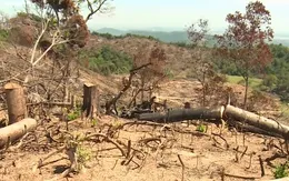 Bắt hai đối tượng liên quan đến vụ phá rừng An Lão, Bình Định