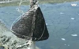 Tình trạng bỏ hoang ruộng muối ở Nam Trung Bộ