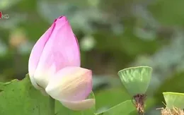 Đồng Tháp sẽ tổ chức Ngày hội Sen