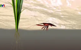 Cảnh báo nhiều loài sinh vật ngoại lai gây hại