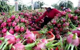 Tháo gỡ nút thắt xuất khẩu của nông thủy sản Việt Nam sang Trung Quốc