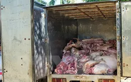 Tiêu hủy hơn 500kg thịt lợn chưa qua kiểm dịch