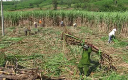 Phú Yên: Hơn 200 tỷ đồng nâng công suất nhà máy đường Tuy Hòa