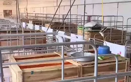 Doanh nghiệp công bố danh sách giải cứu lợn không đúng thực tế