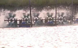 Mô hình mới tiết kiệm 15-20% điện nuôi tôm ở ĐBSCL