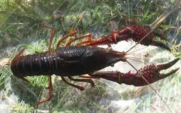 Báo động tình trạng sinh vật ngoại lai xâm nhập vào Việt Nam