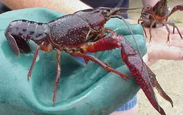 Quản lý sinh vật ngoại lai xâm hại tại Việt Nam: Phạt nặng, phạt nghiêm khắc mới có hiệu quả