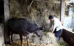 Liên tiếp xảy ra trộm cắp gia súc của người dân ở Yên Bái