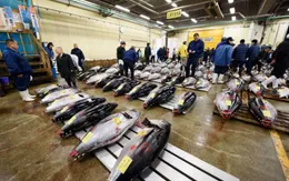 Cá ngừ tăng giá, ngành sushi Nhật Bản lao đao