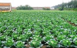 Quy trình trồng bắp cải và cải thảo sạch khác gì với trồng thông thường?