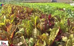 Ứng dụng công nghệ cao vào canh tác rau củ hữu cơ