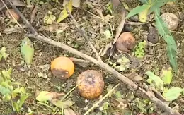Quýt Mường Khương mất mùa vì quy trình chăm sóc còn hạn chế