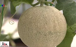 Dưa lưới tiêu chuẩn Nhật Bản hướng đến thị trường xuất khẩu