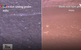 Cách phân biệt mắm tôm sạch và mắm tôm bẩn