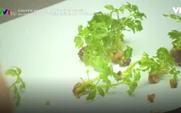 Xu hướng phát triển giống cây trồng chịu hạn, mặn