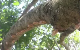 Bến Tre: Nhà vườn lo lắng vì ve lạ