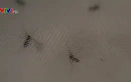Phát hiện muỗi mang virus Zika tại New Mexico, Mỹ