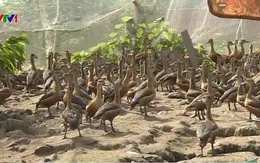 An Giang: Đàn vịt trời nuôi nhiễm cúm do không tiêm phòng