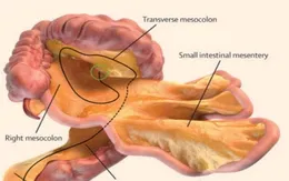 Phát hiện ra cơ quan nội tạng mới
