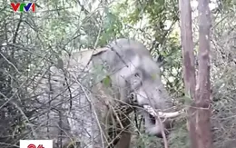 Đồng Nai thành lập đội phản ứng nhanh ứng phó voi rừng