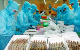 Cà Mau hướng tới mốc 1,1 tỷ USD tôm xuất khẩu