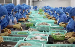 Sản xuất thủy sản năm 2017 tăng trưởng tốt