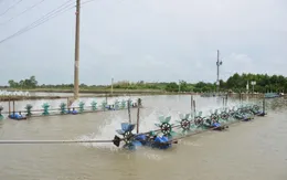 Cần sớm nhân rộng mô hình tiết kiệm điện trong nuôi tôm tại Sóc Trăng