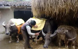 Gần 1.000 con gia súc chết rét trong tháng 1