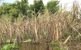 Trắng tay vì mía ngập
