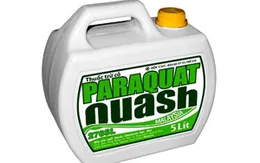 Cảnh báo tình trạng ngộ độc Paraquat