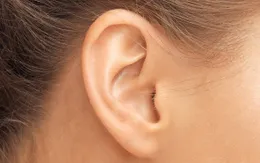 Xác định được loại protein có thể giúp lấy lại thính lực