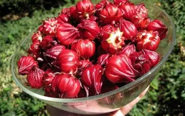 Atisô có lợi cho tim mạch và gan