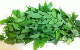 Khám phá các công dụng tuyệt vời từ rau ngót