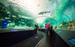 Du khách khỏa thân ”đại náo” hồ chứa đầy cá mập