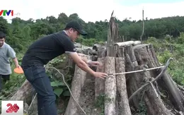 Phát hiện một cánh rừng bị tàn phá tan hoang ở Bình Phước